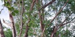 Foto de la Propiedad